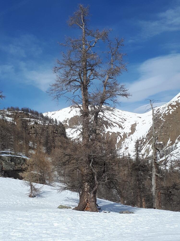 Parc de vieux mélèzes Parc de vieux mélèzes